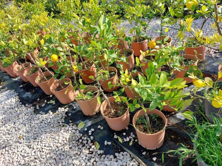 Vente plantes Monistrol-sur-Loire