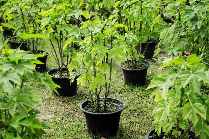 Plantation grand arbre Monistrol-sur-Loire