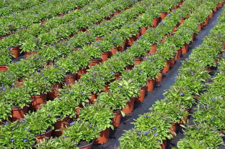 Plantation de grand arbre Yssingeaux